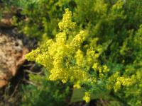 Galium verum (Svízel syřišťový)