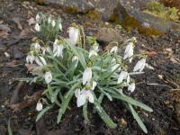 Galanthus nivalis (Sněženka podsněžník)