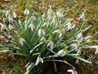Galanthus nivalis (Sněženka podsněžník)
