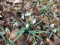 Galanthus nivalis (Sněženka podsněžník)