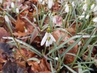 Galanthus nivalis (Sněženka podsněžník)