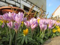Crocus vernus (Šafrán jarní)