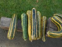 Cucurbita pepo (Tykev obecná 'Tapír')