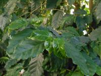 Coffea arabica (Kávovník arabský)