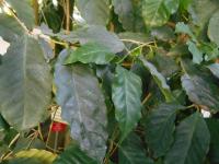 Coffea arabica (Kávovník arabský)