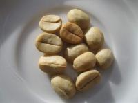 Coffea arabica (Kávovník arabský)