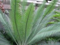 Dioon edule (Dión jedlý)