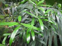 Podocarpus neriifolius (Nohoplod oleandrolistý)