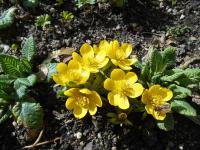 Eranthis hyemalis (Talovín zimní)