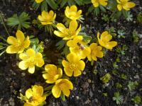 Eranthis hyemalis (Talovín zimní)