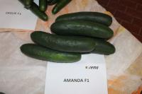 Okurka setá salátová 'Amanda'