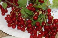 Ribes rubrum (Rybíz červený 'Kozolupský')