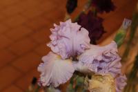 Iris (Kosatec)