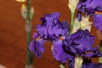 Iris barbata  'Paul Black'  kosatec zahradní květy, květenství