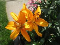 Lilium x hybridum     'Márinka'  lilie květy, květenství