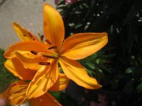 Lilium x hybridum      'Márinka'  lilie květy, květenství