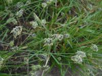 Sesleria heufleriana (Pěchava Heuflerova)