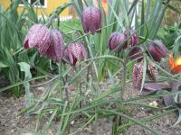 Fritillaria meleagris (Řebčík kostkovaný)