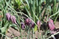 Fritillaria meleagris (Řebčík kostkovaný)