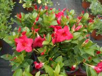 Mandevilla sanderi (Mandevila)