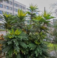Mahonia x media (Mahonie prostřední 'Winter Sun')