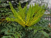 Mahonia x media (Mahonie prostřední 'Winter Sun')