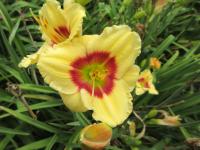 Hemerocallis (Denivka 'Mysločovice')
