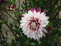 Jiřinka 'Rebeccas World' - Dekorační jiřinky