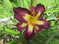 Hemerocallis (Denivka 'Fins To The Left')