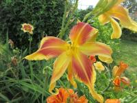 Hemerocallis (Denivka 'Lady Neva')