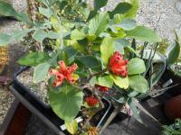 Burchellia bubalina (Burchelia)