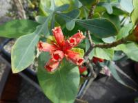 Burchellia bubalina (Burchelia)