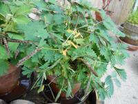 Mimosa pudica (Citlivka stydlivá)