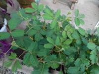 Mimosa pudica (Citlivka stydlivá)