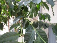 Coffea canephora (Kávovník statný)