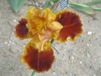 Iris barbata 'Rustler'  kosatec zahradní květy, květenství