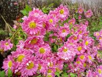 Chrysanthemum (Listopadka 'Corinna')