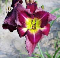 Hemerocallis 'Jerry Hyatt' denivka květy, květenství Hemerocallis 'Jerry Hyatt' denivka květy, květenství