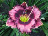 Hemerocallis (Denivka 'Mountain Wildflower')