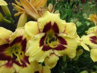 Hemerocallis         'El Desperado'  denivka květy, květenství