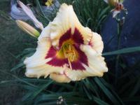 Hemerocallis          'El Desperado'  denivka květy, květenství