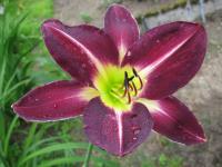 Hemerocallis  'Cameroon Nights'  denivka květy, květenství