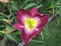 Hemerocallis (Denivka 'Court Magician')