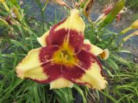 Hemerocallis (Denivka 'Jamaican Me Crazy')