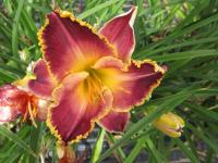 Hemerocallis (Denivka 'Orchid Electra')