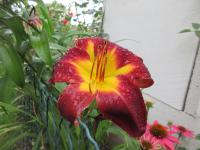 Hemerocallis (Denivka 'Persian Ruby')
