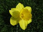 Narcissus (Narcis)