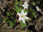 Anemone nemorosa (Veternica hájna)