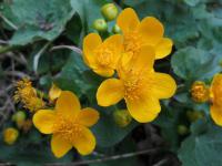 Caltha palustris (Záružlie močiarne)