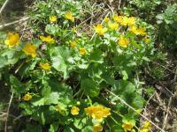 Caltha palustris   blatouch bahenní rostlina